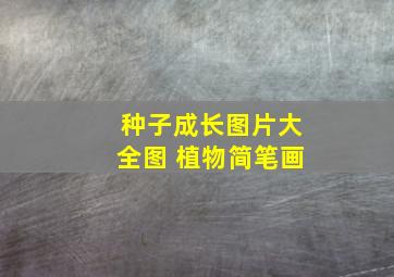 种子成长图片大全图 植物简笔画